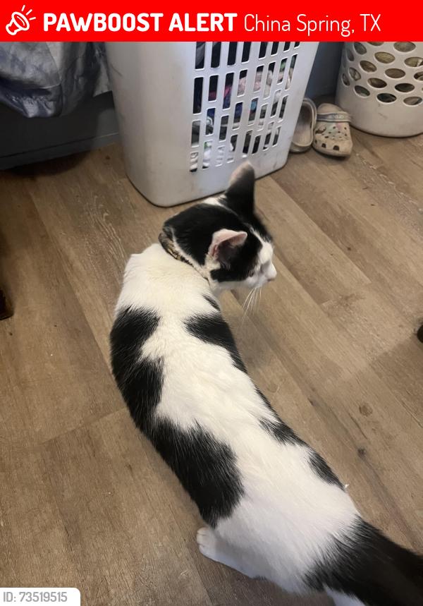 Lost Male Cat last seen Near meandering way china spring tx, China Spring, TX 76633