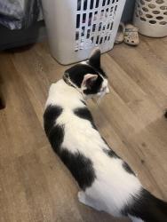 Lost Male Cat last seen Near meandering way china spring tx, China Spring, TX 76633