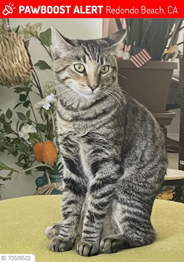 Lost Female Cat last seen Warfield, Rindge, Redondo Beach, CA 90278