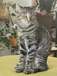 Lost Female Cat last seen Warfield, Rindge, Redondo Beach, CA 90278