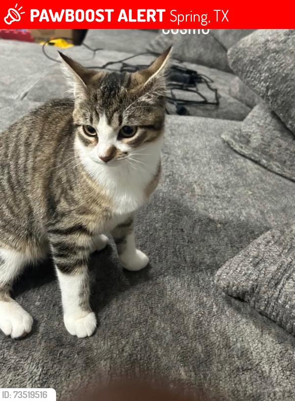 Lost Female Cat last seen Near Park, Spring, TX 77388