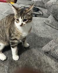 Lost Female Cat last seen Near Park, Spring, TX 77388