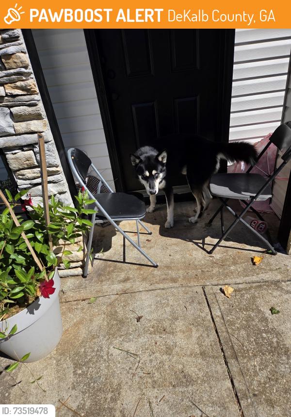 Found/Stray Male Dog last seen Near Dollar general, DeKalb County, GA 30294