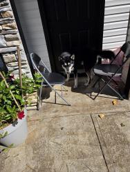 Found/Stray Male Dog last seen Near Dollar general, DeKalb County, GA 30294