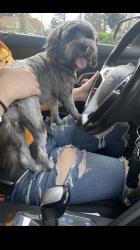 Reunited Female Dog last seen 35th McKinley ave, Tacoma, WA 98404