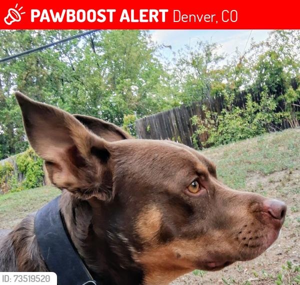Lost Male Dog last seen Peoria and 38, Denver, CO 80216
