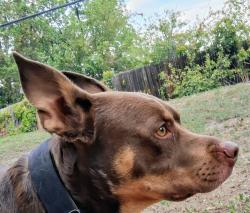 Lost Male Dog last seen Peoria and 38, Denver, CO 80216