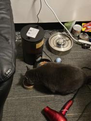 Reunited Female Cat last seen Off of 24th street by SEHS track, Eugene, OR 97405