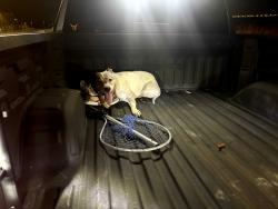 Found/Stray Female Dog last seen Northlake natomas, Sacramento, CA 95835