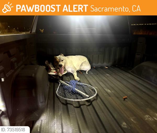 Found/Stray Female Dog last seen Northlake natomas, Sacramento, CA 95835