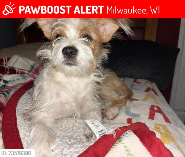 Lost Female Dog last seen S 14th St & W Madison St, Milwaukee, WI 53204