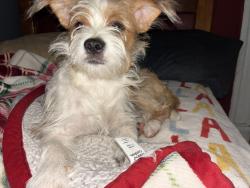 Lost Female Dog last seen S 14th St & W Madison St, Milwaukee, WI 53204