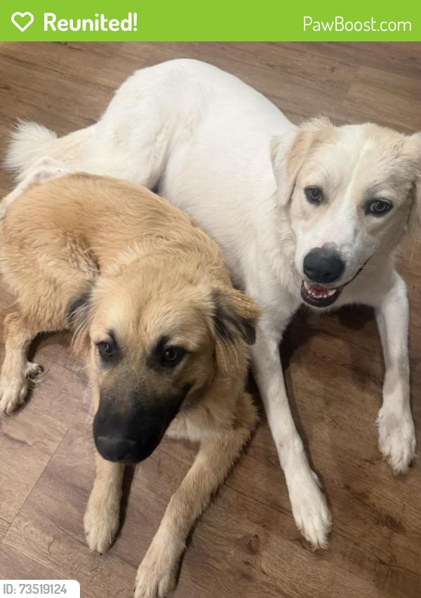 Reunited Male Dog last seen La Mancha and Ryan, Denton, TX 76210