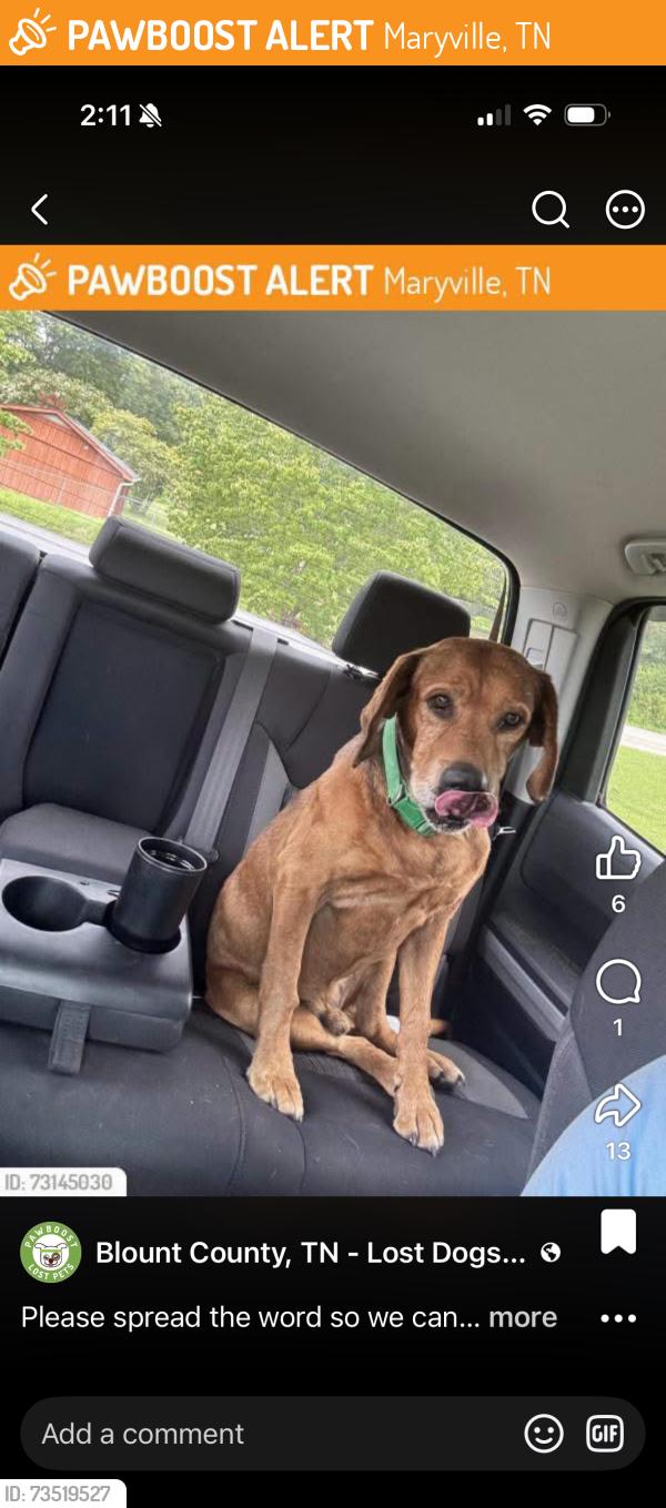 Found/Stray Unknown Dog last seen blockhouse, montvale, Maryville, TN 37803