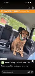 Found/Stray Unknown Dog last seen blockhouse, montvale, Maryville, TN 37803