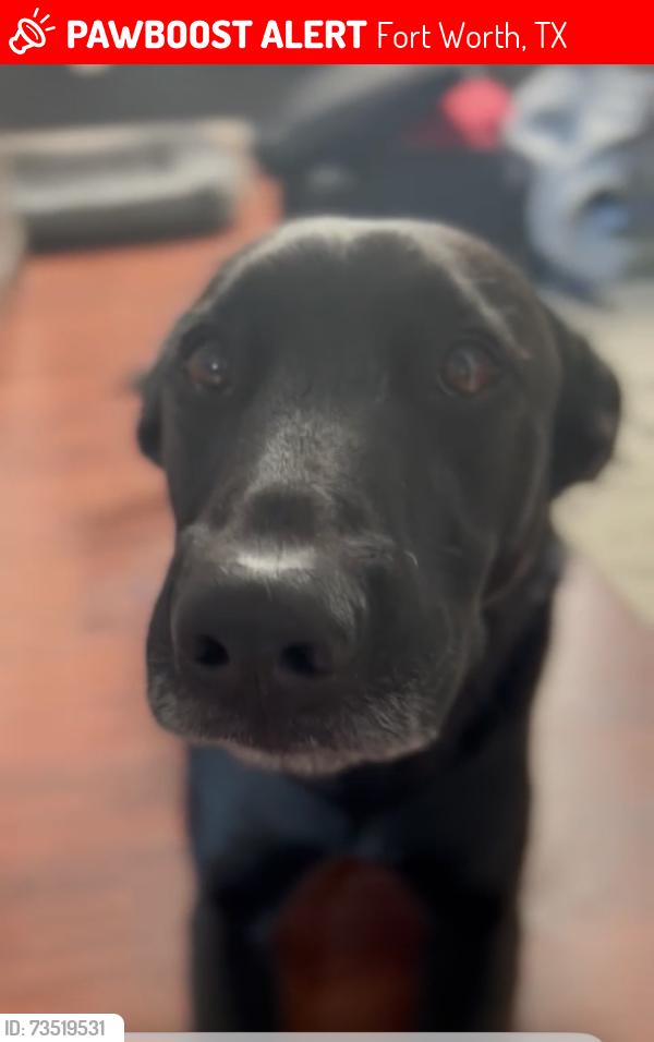 Lost Male Dog last seen Mcpherson and south Hulen St, Fort Worth, TX 76123