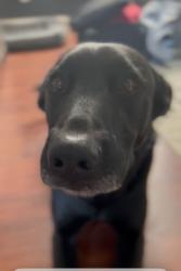 Lost Male Dog last seen Mcpherson and south Hulen St, Fort Worth, TX 76123