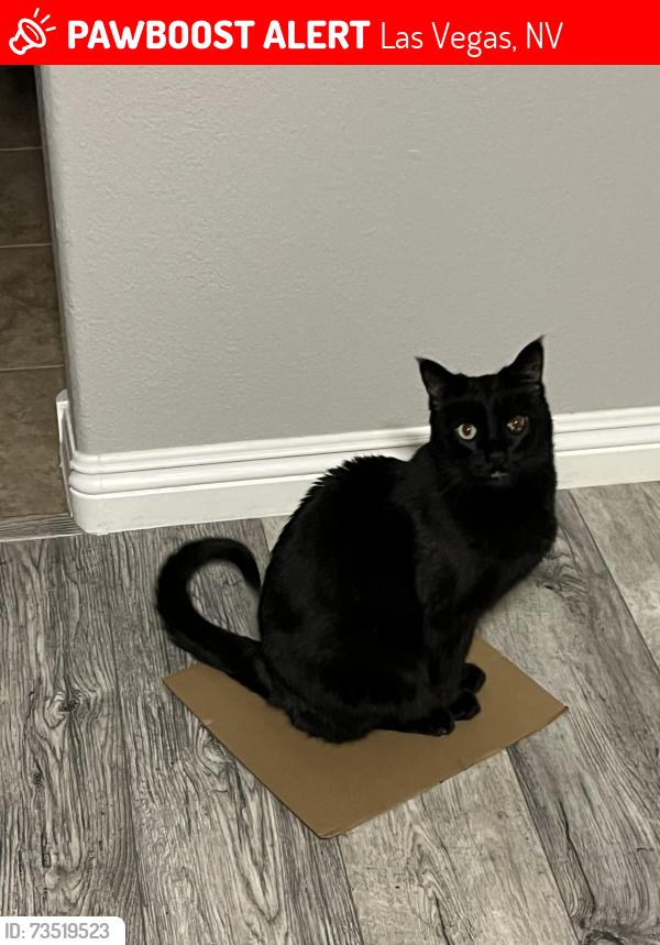 Lost Male Cat last seen Durango and Cactus, Las Vegas, NV 89178