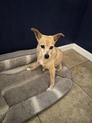 Reunited Female Dog last seen Valmeyer Dr, Concord, MO 63128