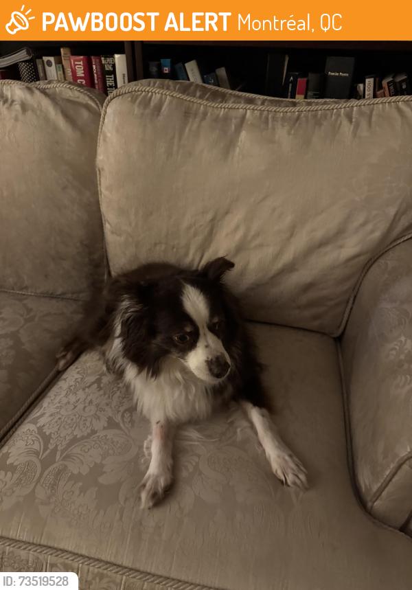 Found/Stray Female Dog last seen Ville de Mont Royal, Montréal, QC 