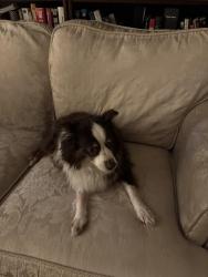 Found/Stray Female Dog last seen Ville de Mont Royal, Montréal, QC 