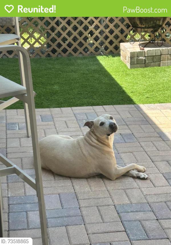 Reunited Female Dog last seen Roma way and 18th street, Boynton Beach, FL 33426