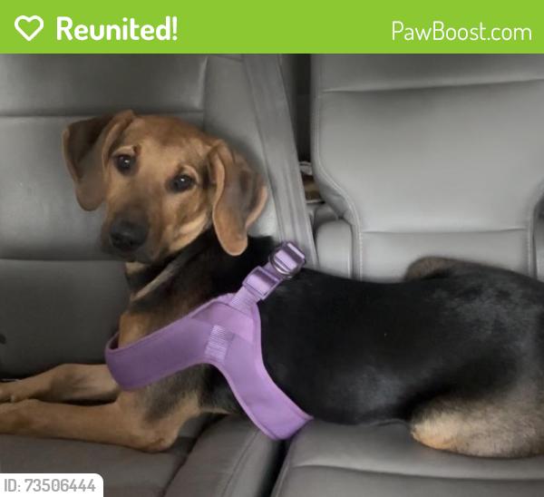 Reunited Female Dog last seen Neighborhood between Dominos and the gas station on the corner, Cherryville, NC 28021