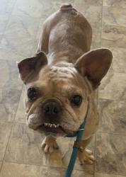 Lost Male Dog last seen Tujunga and Oxnard, Los Angeles, CA 91606