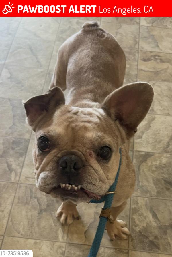 Lost Male Dog last seen Tujunga and Oxnard, Los Angeles, CA 91606