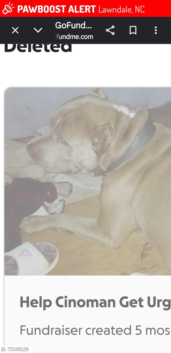 Lost Male Dog last seen Fallston Cherryville Hwy, Lawndale, NC 28090