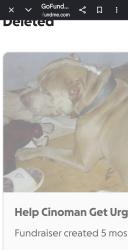 Lost Male Dog last seen Fallston Cherryville Hwy, Lawndale, NC 28090