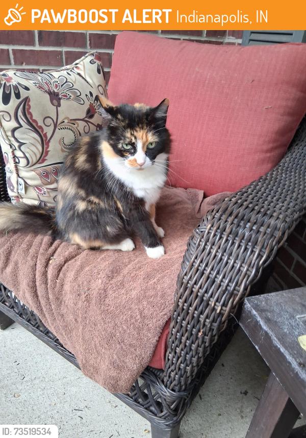 Found/Stray Female Cat last seen Kersey and 79th, Indianapolis, IN 46236