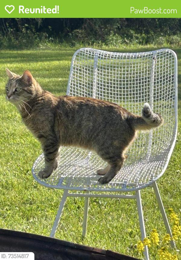 Reunited Female Cat last seen Edgewood Lane and Burns, Milford Township, MI 48381
