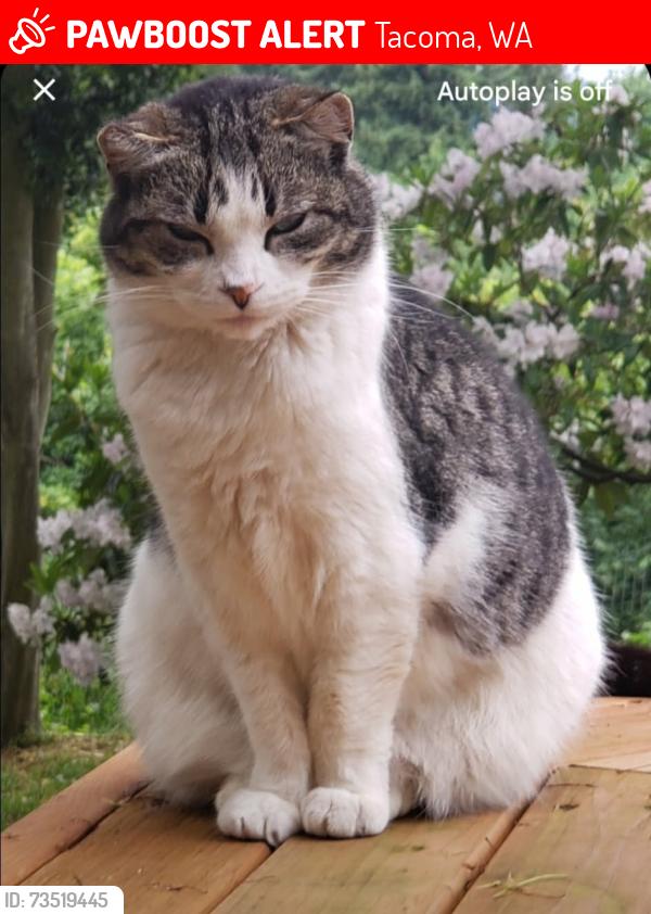 Lost Female Cat last seen 33rd street/ Puget sound natural creek area, Tacoma, WA 98407