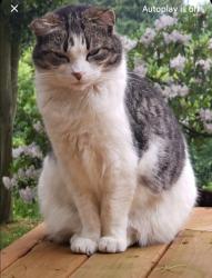 Lost Female Cat last seen 33rd street/ Puget sound natural creek area, Tacoma, WA 98407