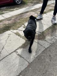 Found/Stray Male Dog last seen Compton and willowbrook, Compton, CA 90220