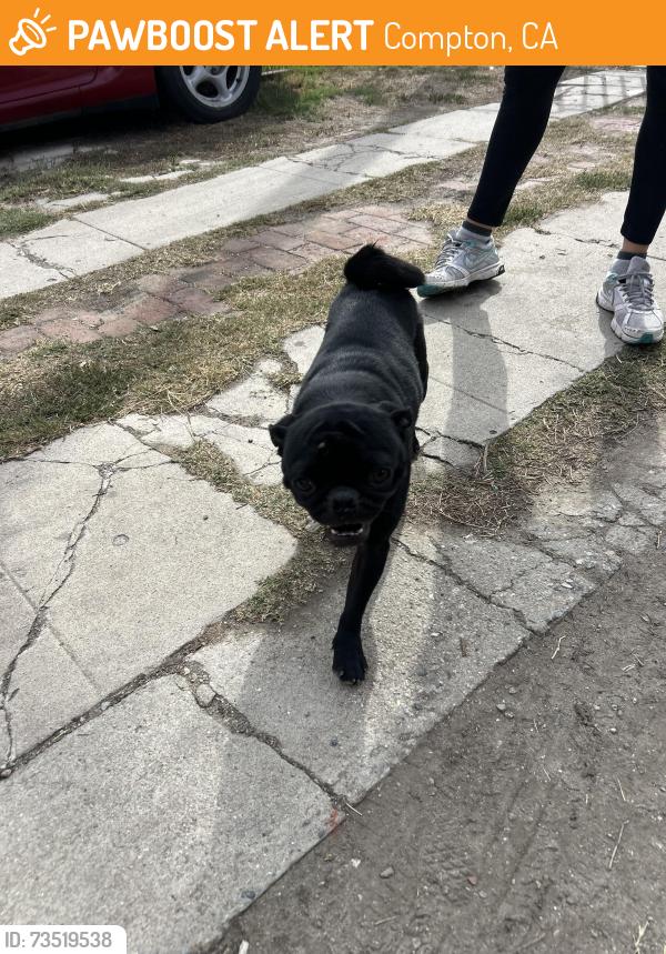 Found/Stray Male Dog last seen Compton and willowbrook, Compton, CA 90220