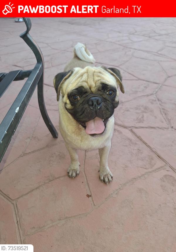 Lost Male Dog last seen Delores Dr Garland Tx 75040, Garland, TX 75040