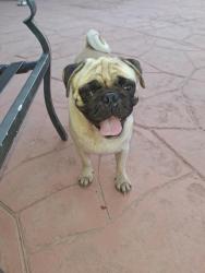 Lost Male Dog last seen Delores Dr Garland Tx 75040, Garland, TX 75040