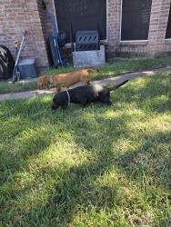 Found/Stray Female Dog last seen Truesdale/ Cumberland, Missouri City, TX 77459