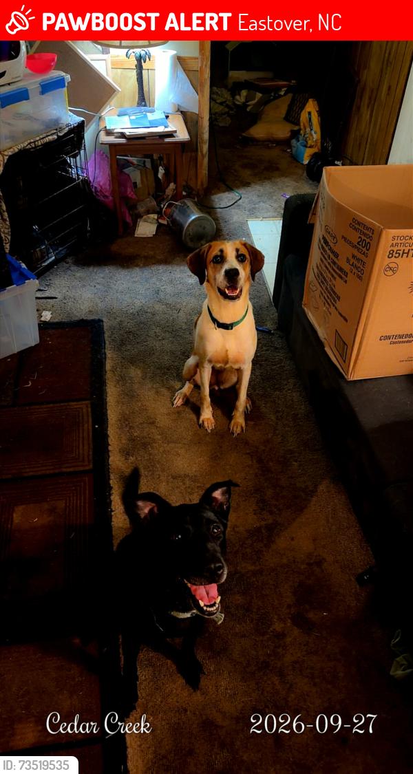Lost Female Dog last seen Cedar creek Road or culbreth rd, Eastover, NC 28312