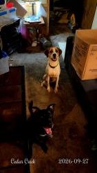 Lost Female Dog last seen Cedar creek Road or culbreth rd, Eastover, NC 28312