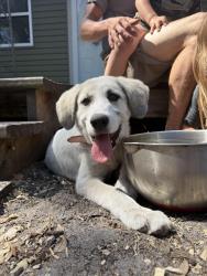 Reunited Female Dog last seen Hamilton, Dunnellon, FL 34433