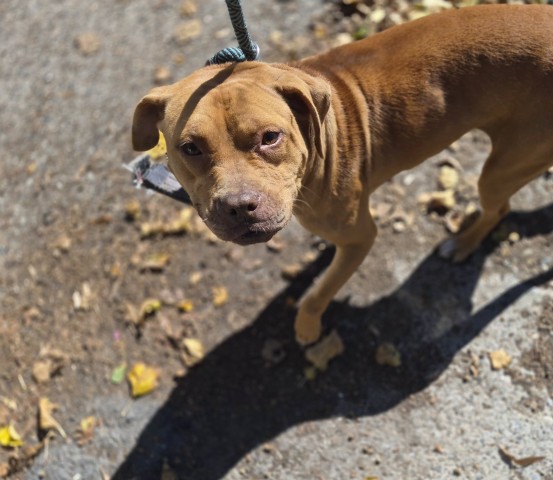 Shelter Stray Female Dog last seen Near BLOCK NORMANDY ST, DETROIT, MI 48238, 1431 E Ferry St, Detroit, MI 48211, USA