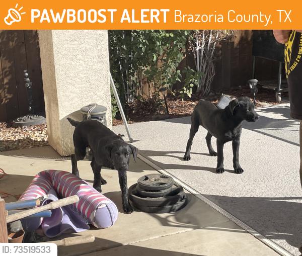 Found/Stray Male Dog last seen Levee road, Brazoria County, TX 77541