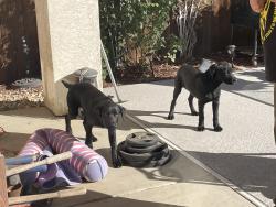 Found/Stray Male Dog last seen Levee road, Brazoria County, TX 77541