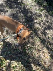Reunited Male Dog last seen Knowles Ave, Pensacola, FL 32503, USA, Pensacola, FL 32503