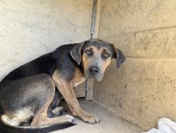 Shelter Stray Unknown Dog last seen Near BLOCK SW 10TH ST, OKLAHOMA CITY OK 73109, 2811 SE 29th St, Oklahoma City, OK 73129, USA