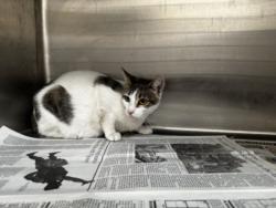 Shelter Stray Female Cat last seen , 3201 Lacy St, Los Angeles, CA 90031, USA