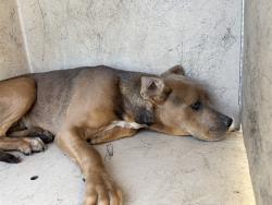 Shelter Stray Unknown Dog last seen Near BLOCK SW 10TH ST, OKLAHOMA CITY OK 73109, 2811 SE 29th St, Oklahoma City, OK 73129, USA
